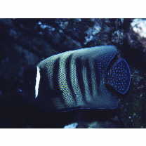 Pomacanthus sexstriatus (Cuvier, 1831)