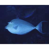 Naso unicornis (Forsskal, 1775)