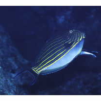 Acanthurus lineatus (Linnaeus, 1758)