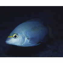 Scolopsis monogramma (Cuvier, 1830)