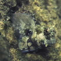 Salarias fasciatus (Bloch, 1786)