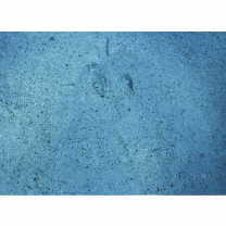 Asterorhombus intermedius (Bleeker, 1865)