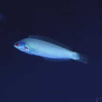 Pseudocoris yamashiroi (Schmidt, 1931)