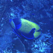 Pomacanthus navarchus (Cuvier, 1831)