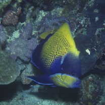 Pomacanthus navarchus (Cuvier, 1831)