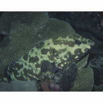 Epinephelus polyphekadion (Bleeker, 1849)