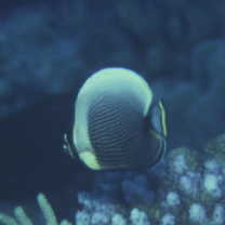 Chaetodon reticulatus Cuvier, 1831