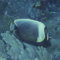 Chaetodon reticulatus Cuvier, 1831