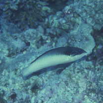 Anampses neoguinaicus Bleeker, 1878