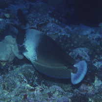 Naso brevirostris (Cuvier, 1829)