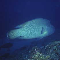 Cheilinus undulatus Ruppell, 1835