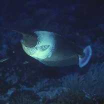 Naso brevirostris (Cuvier, 1829)