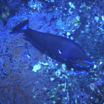 Naso vlamingii (Valenciennes, 1835)