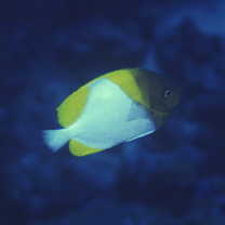 Hemitaurichthys polylepis (Bleeker, 1857)