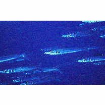 Sphyraena forsteri Cuvier, 1829