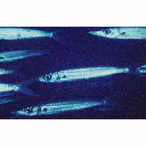 Sphyraena forsteri Cuvier, 1829