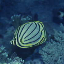 Chaetodon meyeri Bloch et Schneider, 1801