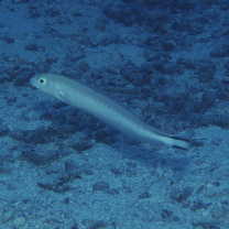 Malacanthus brevirostris Guichenot, 1848