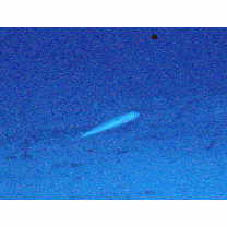 Malacanthus brevirostris Guichenot, 1848