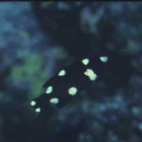 Bodianus axillaris (Bennett, 1832)