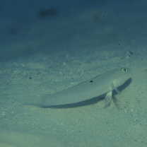 Valenciennea sexguttata (Valenciennes, 1837)