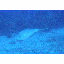 Aluterus scriptus (Osbeck, 1765)