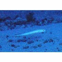 Malacanthus brevirostris Guichenot, 1848