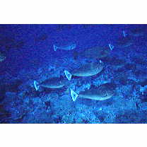 Naso brevirostris (Cuvier, 1829)