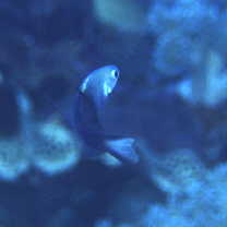 Ptereleotris evides (Jordan et Hubbs, 1925)