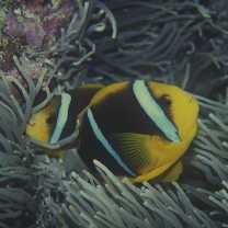 Amphiprion chrysopterus Cuvier, 1830
