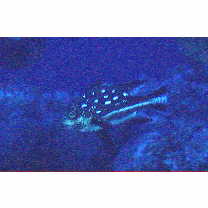 Macolor macularis Fowler, 1931