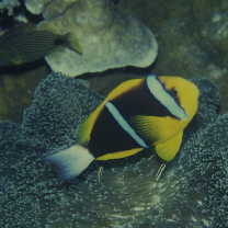 Amphiprion chrysopterus Cuvier, 1830