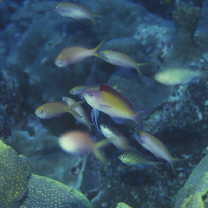 Pseudanthias dispar (Herre, 1955)