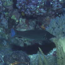 Gomphosus varius Lacepede, 1801