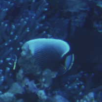 Chaetodon reticulatus Cuvier, 1831