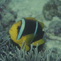 Amphiprion chrysopterus Cuvier, 1830