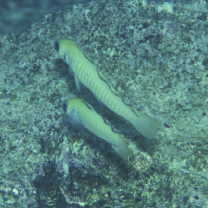 Ptereleotris zebra (Fowler, 1938)