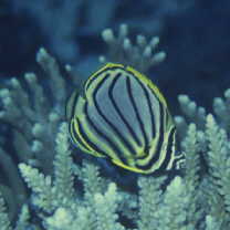 Chaetodon meyeri Bloch et Schneider, 1801