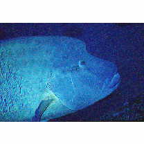 Cheilinus undulatus Ruppell, 1835