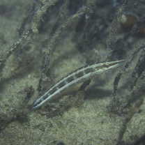 Cheilio inermis (Forsskal, 1775)