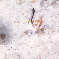 Dactylopus dactylopus (Valenciennes, 1837)