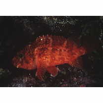 Scorpaenodes parvipinnis (Garrett, 1864)