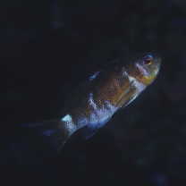 Pseudanthias squamipinnis (Peters, 1855)