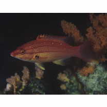 Bodianus leucostictus (Bennett, 1831)