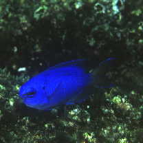 Pomacentrus coelestis Jordan et Starks, 1901