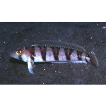 Parapercis sexfasciata (Temminck et Schlegel, 1843)