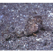 Hippocampus mohnikei Bleeker, 1854