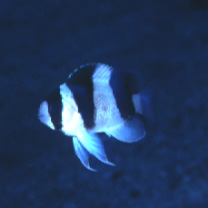 Chrysiptera tricincta (Allen et Randall, 1974)