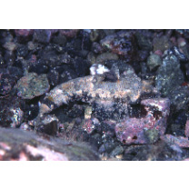 Diplogrammus xenicus (Jordan et Thompson, 1914)