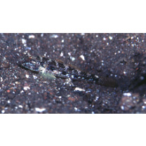 Acentrogobius virgatulus (Jordan et Snyder, 1901)